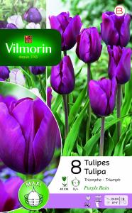 Tulipe Triomphe Purple Rain (x8)